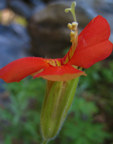 Monkeyflower (Scarlet)