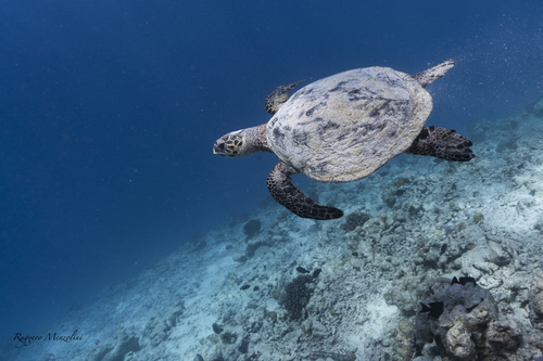 Hawksbill Sea Turtle — seen at this dive site