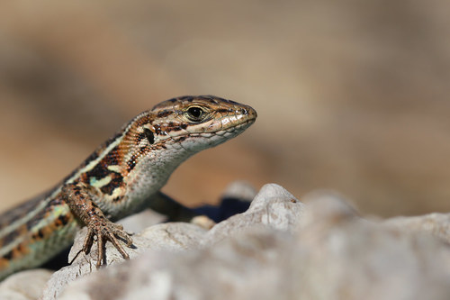 Western Psammodromus