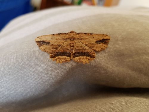 Waved Umber