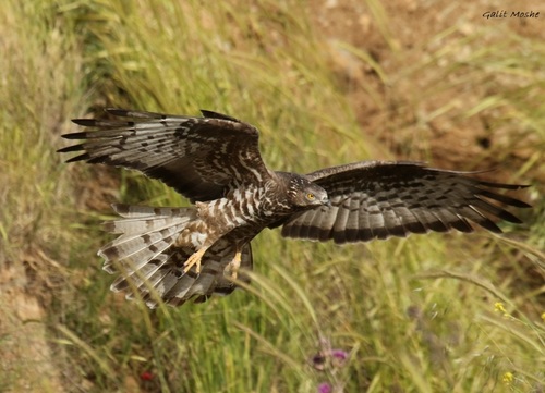 European Honey-buzzard