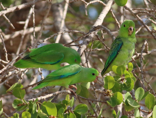 Green-rumped Parrotlet