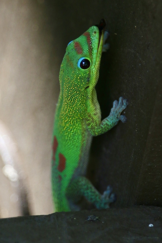 Phelsuma laticauda laticauda from Oʻahu, Makakilo, HI, US on 2022년 01월 06일 (목) at 02:01 오전 by Nina Silverman-Weeks... 