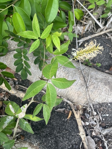 Pithecellobium lanceolatum