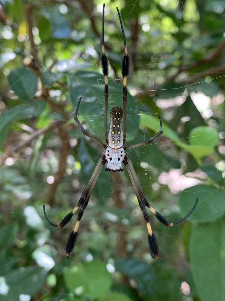 Golden Silk Spider from Nicoya, Guanacaste, CR on January 3, 2022 at 12