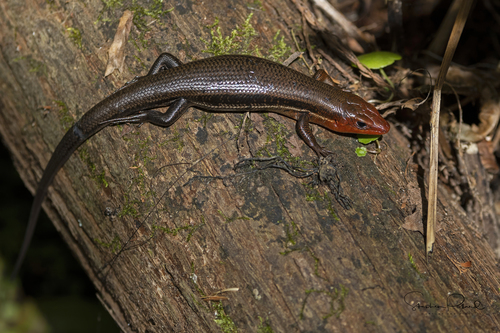 Southeastern Five-lined Skink