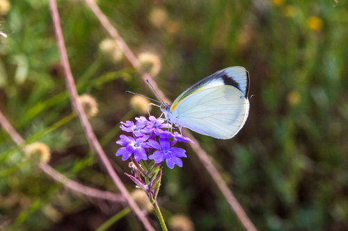 Elodina padusa