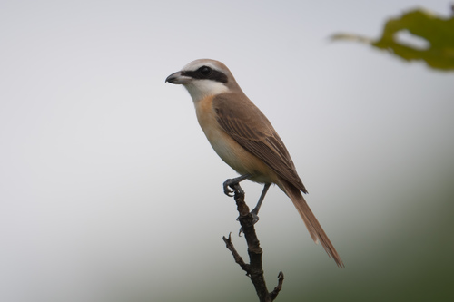 Brown Shrike
