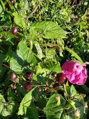 Ipomoea mirandina image