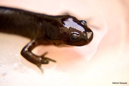 Delicate-skinned Salamander