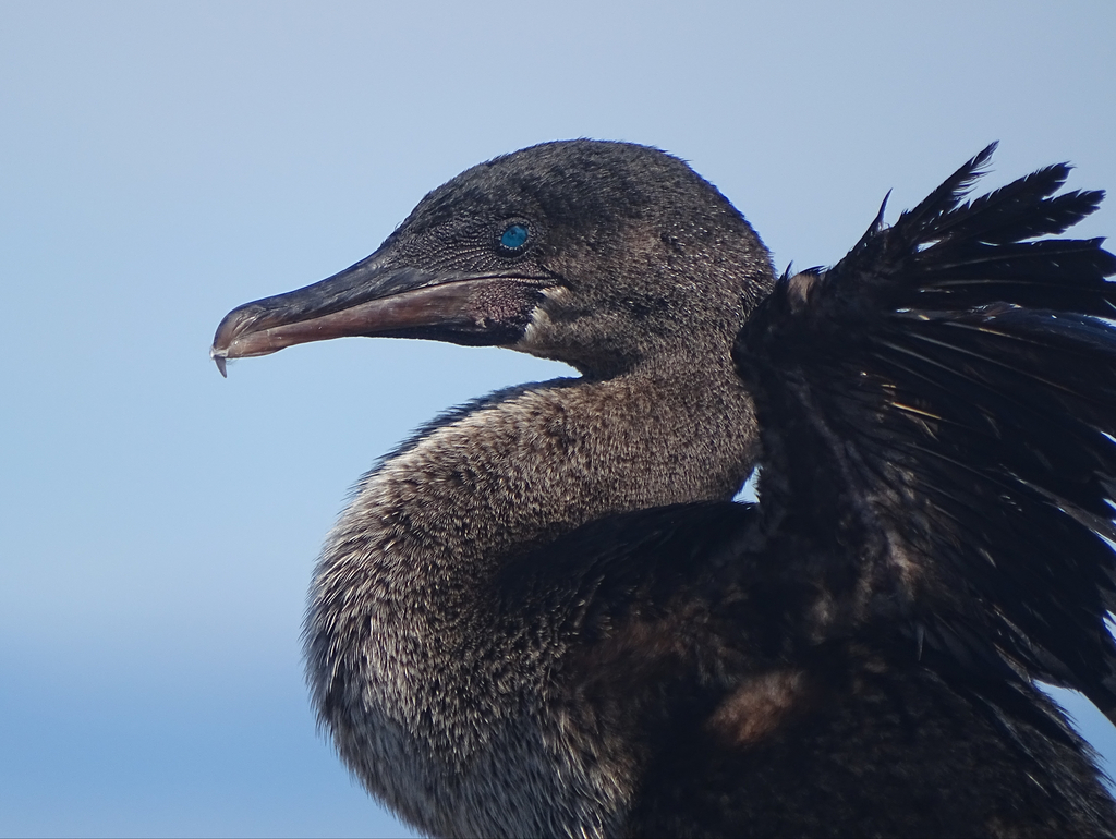 Flightless Cormorant (Nannopterum harrisi) photo