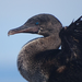 Flightless Cormorant - Photo (c) Cameron Harper, all rights reserved