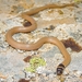 Roth's Dwarf Snake - Photo (c) Rami Khashab, all rights reserved, uploaded by Rami Khashab