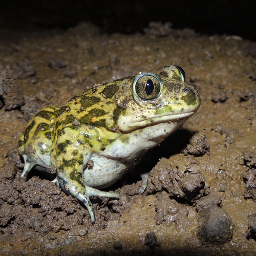 Syrian Spadefoot