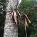 Vriesea pereziana - Photo (c) carlosunda, todos los derechos reservados, subido por carlosunda