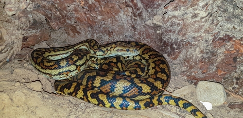 Carpet Python sighting