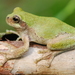 Bird-voiced Treefrog - Photo (c) Robert Gundy, all rights reserved, uploaded by Robert Gundy