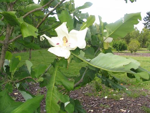 Magnolia ashei Weath.