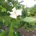 Magnolia ashei - Photo 由 Roy Edwards 所上傳的 (c) Roy Edwards，保留所有權利