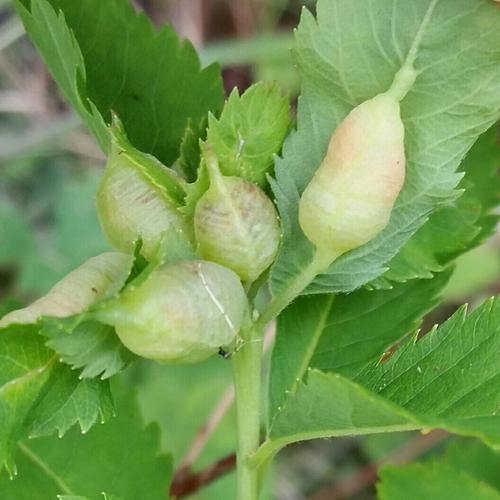 Dasineura salicifoliae (Osten Sacken, 1866)