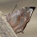 Mariposa Hojarasca de Boisduval - Photo (c) Jay Keller, todos los derechos reservados, subido por Jay Keller