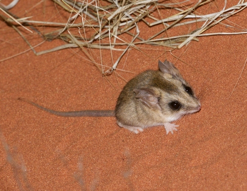 Hairy-footed Dunnart (Sminthopsis hirtipes) — Least Concern Mammalia
