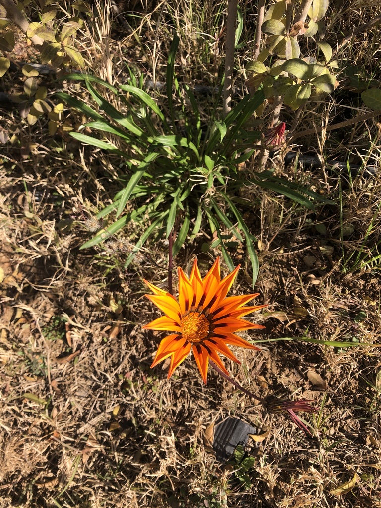 Treasure Flower from Sulaymaniyah, IQ on January 08, 2022 at 1238 PM