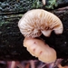 Lentinellus tridentinus - Photo (c) Jose Castro, kaikki oikeudet pidätetään, lähettänyt Jose Castro