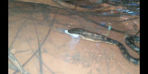 Richardson's Mangrove Snake