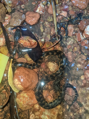 Richardson's Mangrove Snake