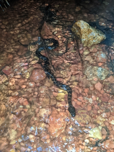 Richardson's Mangrove Snake