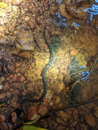 Richardson's Mangrove Snake