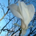 Willow-leafed Magnolia - Photo (c) Roy Edwards, all rights reserved, uploaded by Roy Edwards