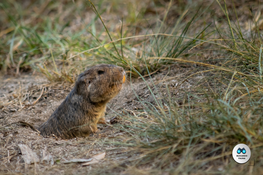 Tuco-tucos (Genus Ctenomys) · iNaturalist