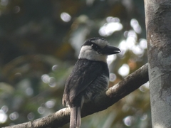 Notharchus hyperrhynchus image