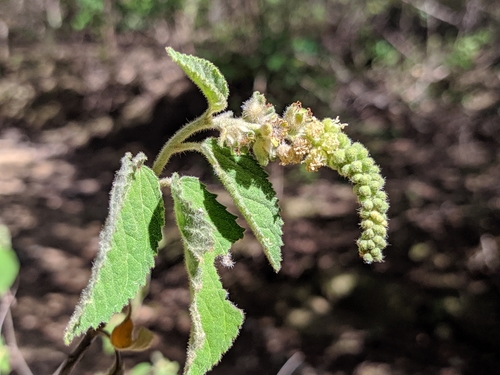 Croton rudolphianus