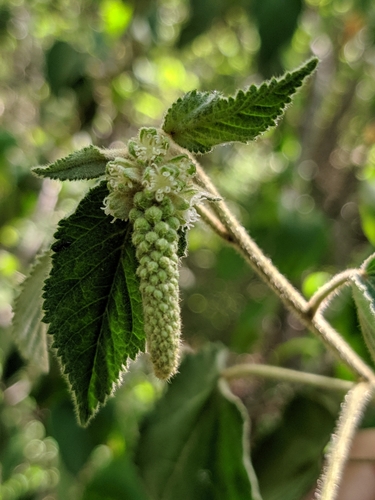 Croton urticifolius