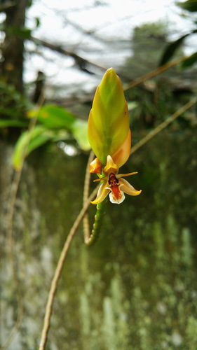 Geesinkorchis