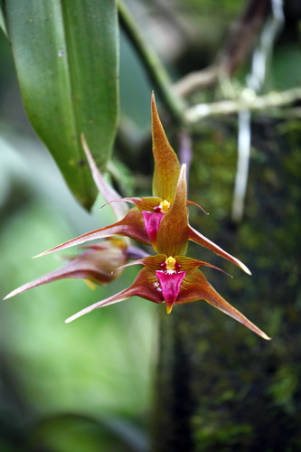 Uniflorum Orchid