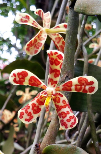 Trichoglottis