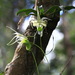 Erasanthe henrici - Photo (c) john lenagan, all rights reserved, uploaded by john lenagan