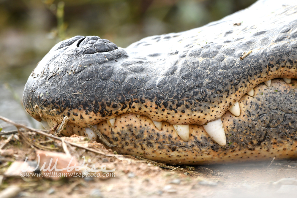 Alligator Teeth