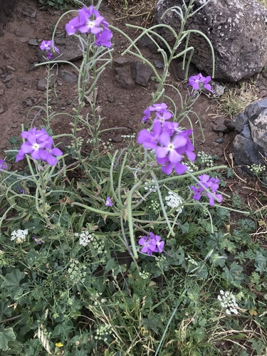 Matthiola maderensis