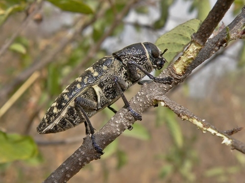 Lampetis dilaticollis