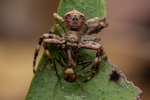Strigoplus guizhouensis Song, 1990