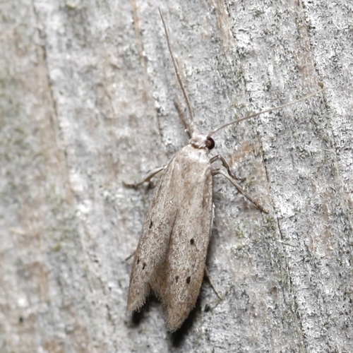 Calosima lucidella