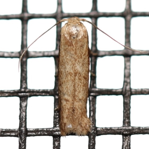 Pigritia murtfeldtella