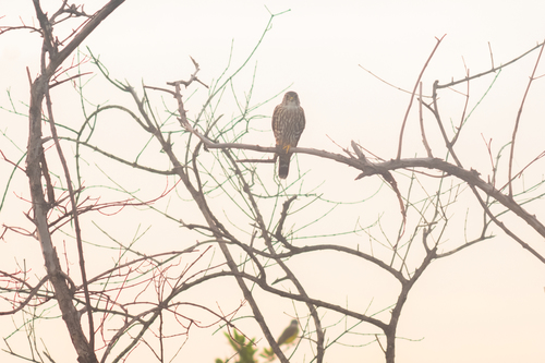 American Kestrel (Falco sparverius)