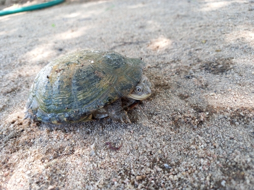 Serrated Hinged Terrapin