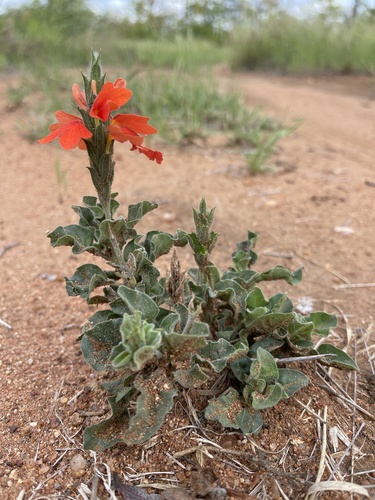 Sabi Crossandra